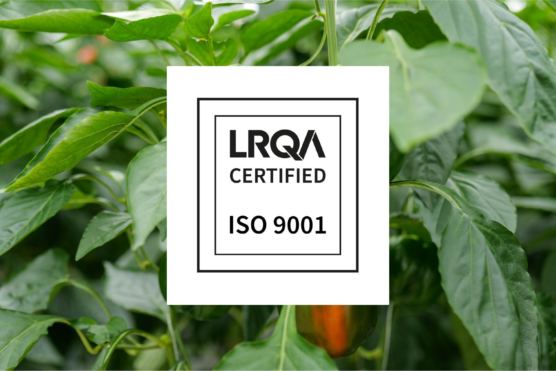 Iso 9001
